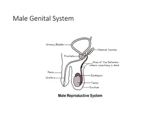 Male Genital System
 