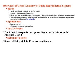 Overview of Gross Anatomy of Male Reproductive System:
• Testis
• Male sex gland, Located in the Scrotum.
• Produce Sperm and Androgens.
• Have also the interstitial cells (leydeg cells) that produce male sex hormone (testosterone)
• Seminiferous tubules is the structural unit of testes., it have the developmental phases of
sperms in addition to Sertoli cells.
• Epididymis
• Sperm Storage
• Complete of sperm maturation.
• Vas Deferens
• Duct that transports the Sperm from the Scrotum to the
Prostate Gland
• Seminal Vessicle
• Secrets Fluid, rich in Fructose, to Semen
 