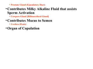 • Prostate Gland (Ejaculatory Duct)
•Contributes Milky Alkaline Fluid that assists
Sperm Activation
• Cowpers Gland [Bilbourethral Gland]
•Contributes Mucus to Semen
• Urethra (Penis)
•Organ of Copulation
 