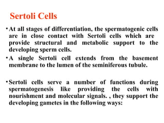 Sertoli Cells
•At all stages of differentiation, the spermatogenic cells
are in close contact with Sertoli cells which are
provide structural and metabolic support to the
developing sperm cells.
•A single Sertoli cell extends from the basement
membrane to the lumen of the seminiferous tubule.
•Sertoli cells serve a number of functions during
spermatogenesis like providing the cells with
nourishment and molecular signals. , they support the
developing gametes in the following ways:
 
