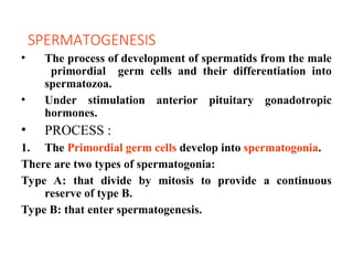SPERMATOGENESIS
• The process of development of spermatids from the male
primordial germ cells and their differentiation into
spermatozoa.
• Under stimulation anterior pituitary gonadotropic
hormones.
• PROCESS :
1. The Primordial germ cells develop into spermatogonia.
There are two types of spermatogonia:
Type A: that divide by mitosis to provide a continuous
reserve of type B.
Type B: that enter spermatogenesis.
 