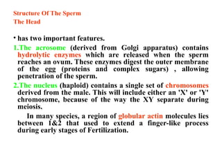 Structure Of The Sperm
The Head
• has two important features.
1.The acrosome (derived from Golgi apparatus) contains
hydrolytic enzymes which are released when the sperm
reaches an ovum. These enzymes digest the outer membrane
of the egg (proteins and complex sugars) , allowing
penetration of the sperm.
2.The nucleus (haploid) contains a single set of chromosomes
derived from the male. This will include either an 'X' or 'Y'
chromosome, because of the way the XY separate during
meiosis.
In many species, a region of globular actin molecules lies
between 1&2 that used to extend a finger-like process
during early stages of Fertilization.
 