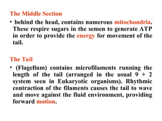 The Middle Section
• behind the head, contains numerous mitochondria.
These respire sugars in the semen to generate ATP
in order to provide the energy for movement of the
tail.
The Tail
• (Flagellum) contains microfilaments running the
length of the tail (arranged in the usual 9 + 2
system seen in Eukaryotic organisms). Rhythmic
contraction of the filaments causes the tail to wave
and move against the fluid environment, providing
forward motion.
 
