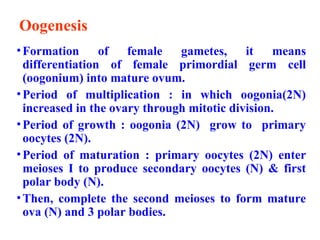 Oogenesis
•Formation of female gametes, it means
differentiation of female primordial germ cell
(oogonium) into mature ovum.
•Period of multiplication : in which oogonia(2N)
increased in the ovary through mitotic division.
•Period of growth : oogonia (2N) grow to primary
oocytes (2N).
•Period of maturation : primary oocytes (2N) enter
meioses Ι to produce secondary oocytes (N) & first
polar body (N).
•Then, complete the second meioses to form mature
ova (N) and 3 polar bodies.
 
