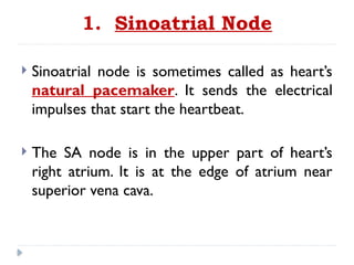 1. Sinoatrial Node
 Sinoatrial node is sometimes called as heart’s
natural pacemaker. It sends the electrical
impulses that start the heartbeat.
 The SA node is in the upper part of heart’s
right atrium. It is at the edge of atrium near
superior vena cava.
 