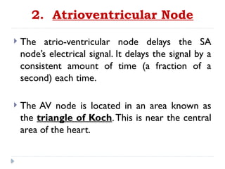 2. Atrioventricular Node
 The atrio-ventricular node delays the SA
node’s electrical signal. It delays the signal by a
consistent amount of time (a fraction of a
second) each time.
 The AV node is located in an area known as
the triangle of Koch.This is near the central
area of the heart.
 