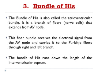 3. Bundle of His
 The Bundle of His is also called the atrioventricular
bundle. It is a branch of fibers (nerve cells) that
extends from AV node.
 This fiber bundle receives the electrical signal from
the AV node and carries it to the Purkinje fibers
through right and left branch.
 The bundle of His runs down the length of the
interventricular septum.
 