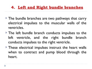 4. Left and Right bundle branches
 The bundle branches are two pathways that carry
electrical impulses to the muscular walls of the
ventricles.
 The left bundle branch conducts impulses to the
left ventricle, and the right bundle branch
conducts impulses to the right ventricle.
 These electrical impulses instruct the heart walls
when to contract and pump blood through the
heart.
 