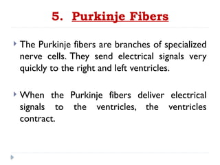 5. Purkinje Fibers
 The Purkinje fibers are branches of specialized
nerve cells. They send electrical signals very
quickly to the right and left ventricles.
 When the Purkinje fibers deliver electrical
signals to the ventricles, the ventricles
contract.
 