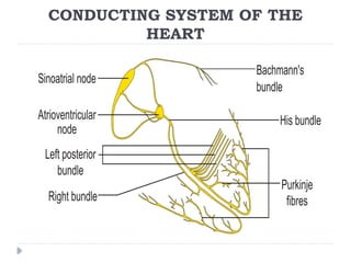 CONDUCTING SYSTEM OF THE
HEART
 