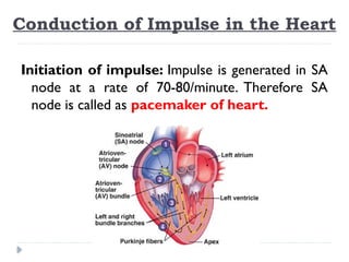 Conduction of Impulse in the Heart
Initiation of impulse: Impulse is generated in SA
node at a rate of 70-80/minute. Therefore SA
node is called as pacemaker of heart.
 