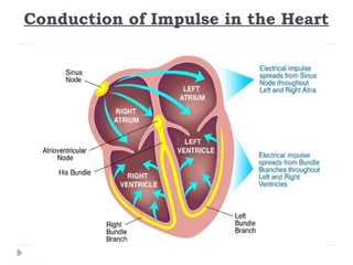 Conduction of Impulse in the Heart
 