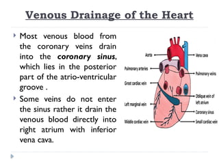 Venous Drainage of the Heart
 Most venous blood from
the coronary veins drain
into the coronary sinus,
which lies in the posterior
part of the atrio-ventricular
groove .
 Some veins do not enter
the sinus rather it drain the
venous blood directly into
right atrium with inferior
vena cava.
 