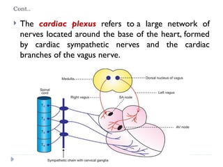 Cont..
 The cardiac plexus refers to a large network of
nerves located around the base of the heart, formed
by cardiac sympathetic nerves and the cardiac
branches of the vagus nerve.
 
