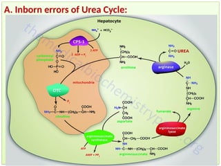 Inborn Potential Inborn Error of Protein and amino acid Metabolism | PPTX