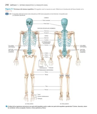 3.2 Sistema Equelético.El Esqueleto Axial.pdf