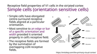 3. Organisation and Functions of Visual Cortex.pptx
