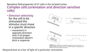 3. Organisation and Functions of Visual Cortex.pptx