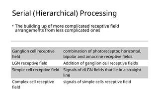 3. Organisation and Functions of Visual Cortex.pptx