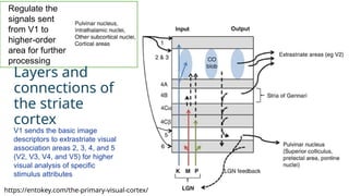 3. Organisation and Functions of Visual Cortex.pptx