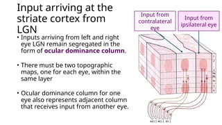 3. Organisation and Functions of Visual Cortex.pptx