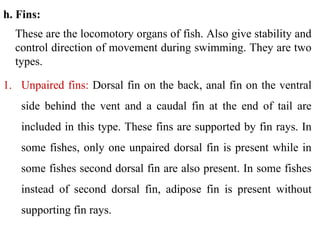 3. Anatomy of fish - Morphology features.pdf