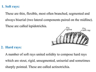 3. Anatomy of fish - Morphology features.pdf