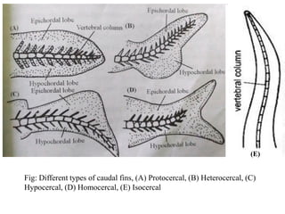 3. Anatomy of fish - Morphology features.pdf