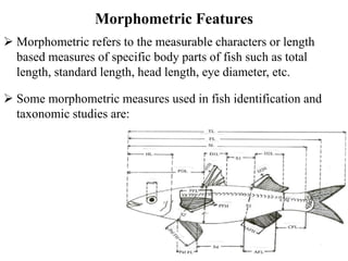 Fish Geometry 3. Anatomy of fish - Morphology features.pdf