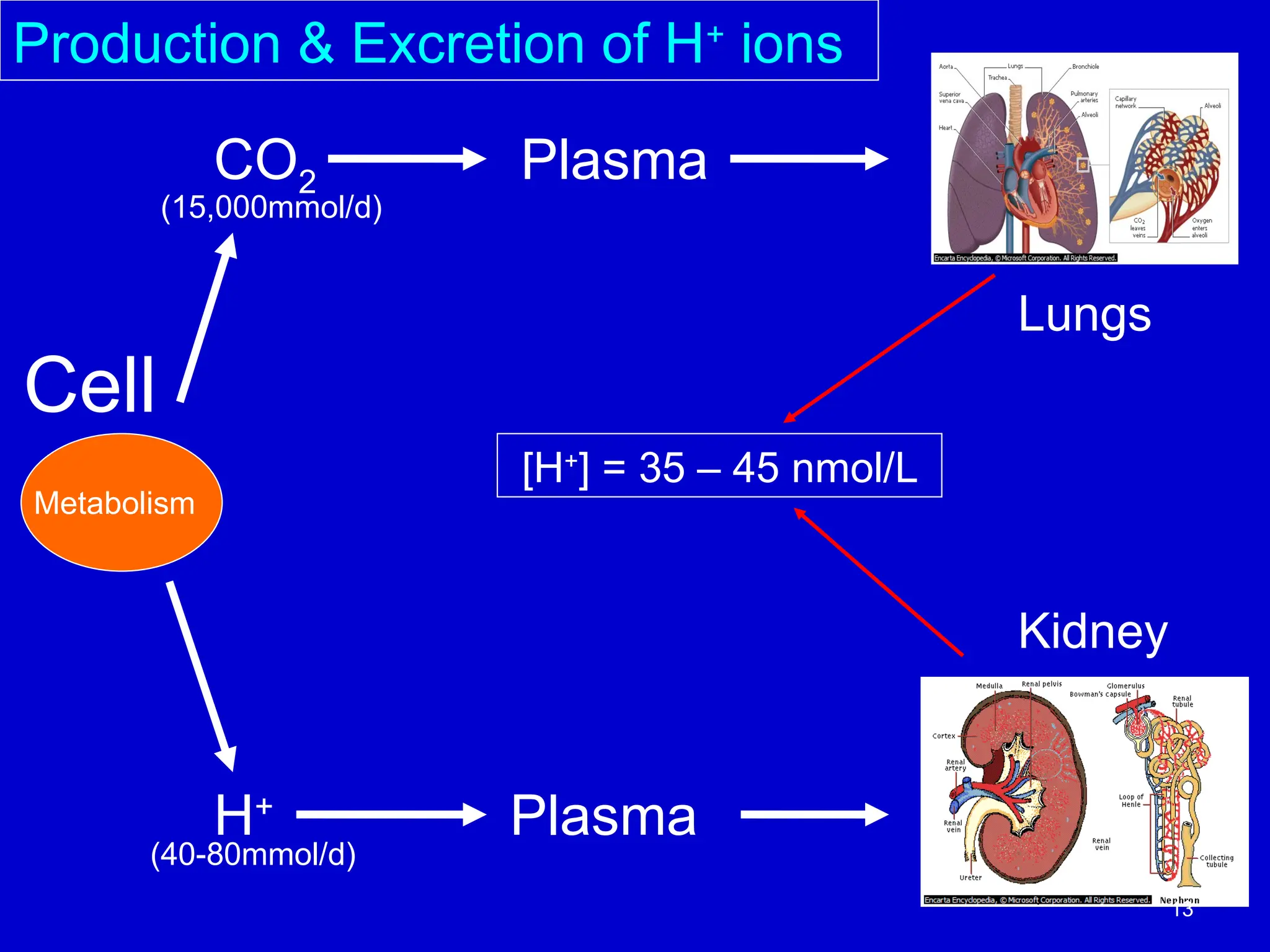 Metabolism
Cell
CO2
H+
Plasma
Plasma
(15,000mmol/d)
(40-80mmol/d)
Lungs
Kidney
Production & Excretion of H+
ions
[H+
] = 35 – 45 nmol/L
13
 