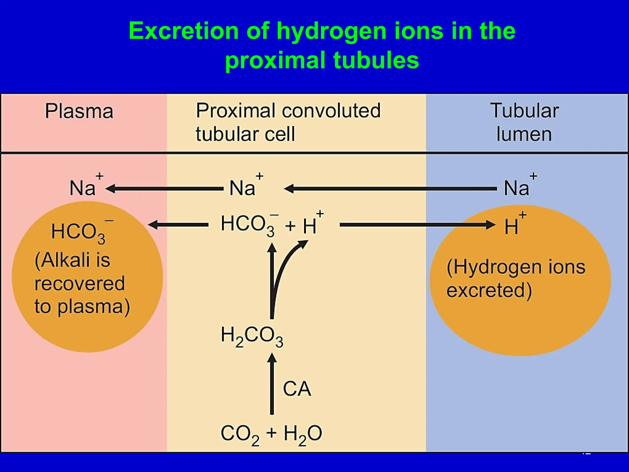 42
Excretion of hydrogen ions in the
proximal tubules
 