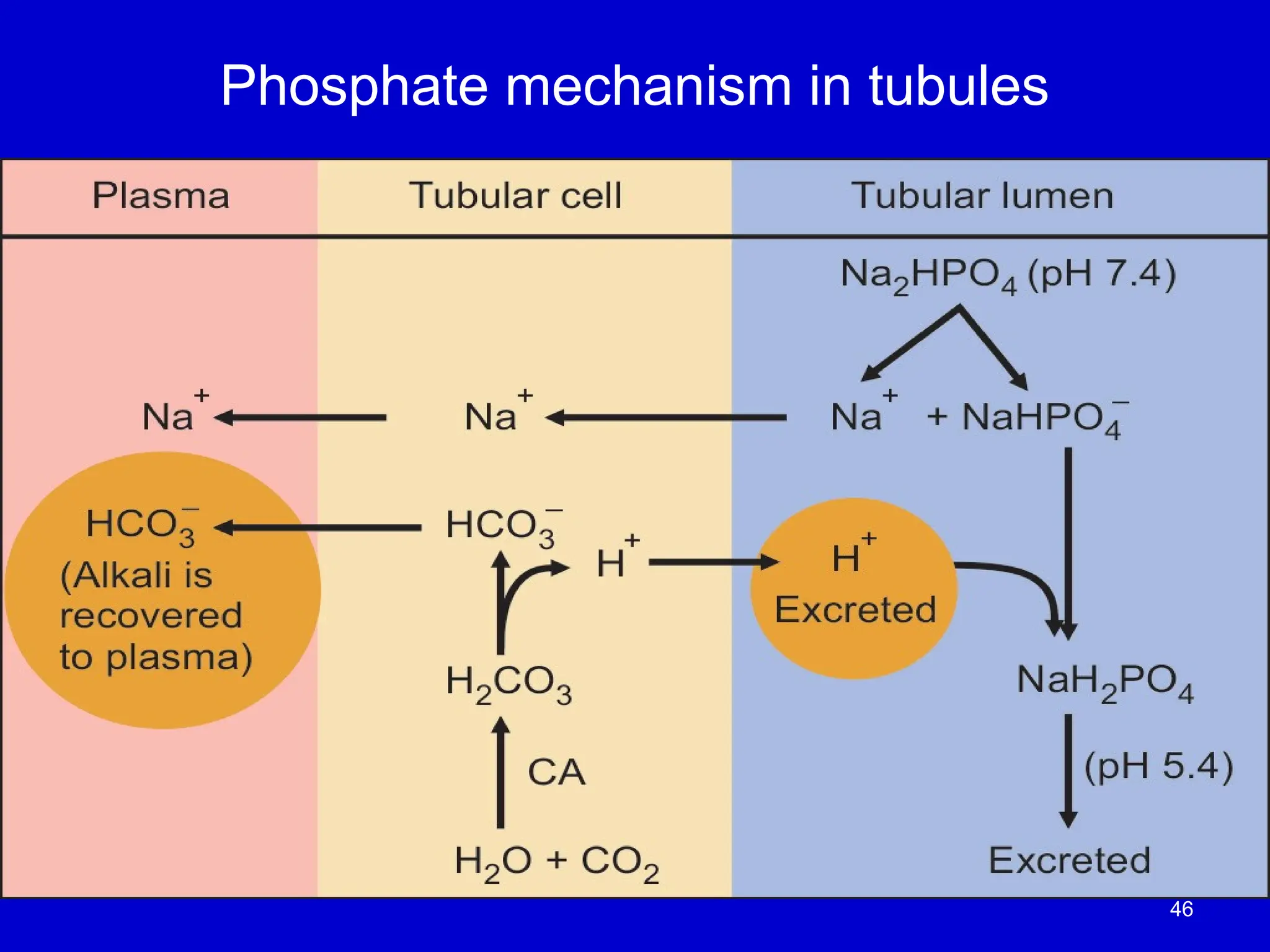 46
Phosphate mechanism in tubules
 