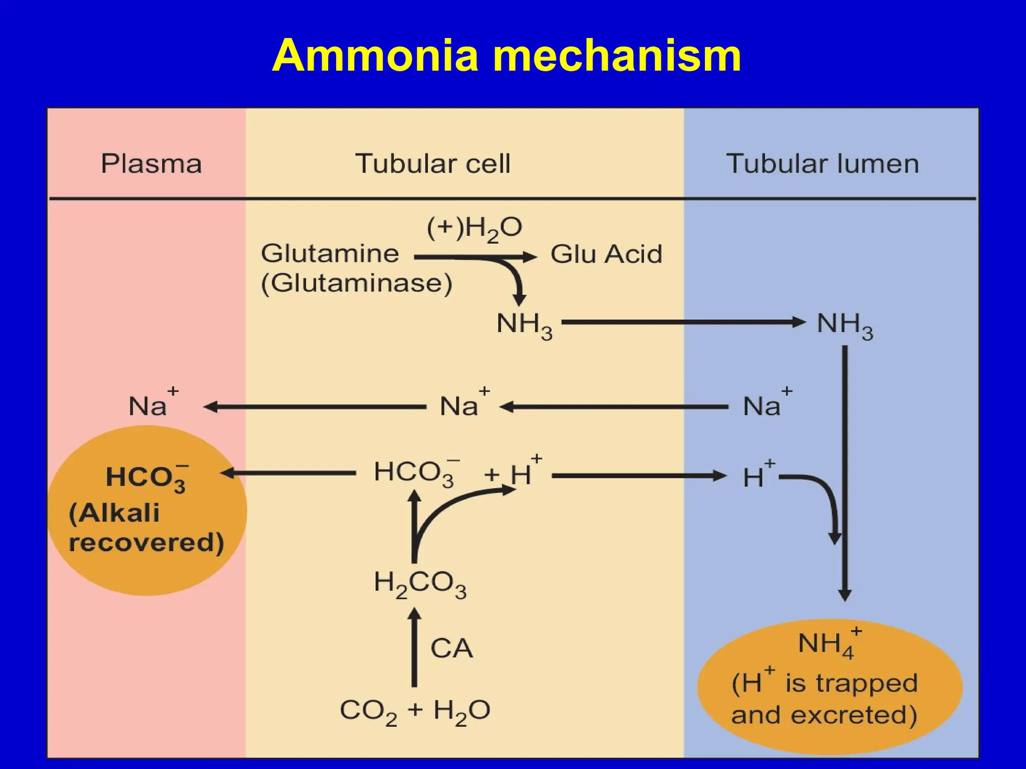 47
Ammonia mechanism
 