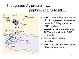 3. MAJOR HISTOCOMPATIBILITY COMPLEX (MHC) 2015.pptx