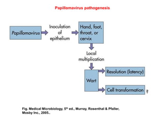 Fig. Medical Microbiology, 5th ed., Murray, Rosenthal & Pfaller,
Mosby Inc., 2005..
Papillomavirus pathogenesis
 