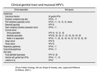 Clinical genital tract and mucosal HPV’s
(From Fields Virology, 4th ed, Knipe & Howley, eds, Lippincott Williams
& Wilkins, 2001.)
 