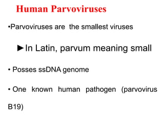 Human Parvoviruses
•Parvoviruses are the smallest viruses
►In Latin, parvum meaning small
• Posses ssDNA genome
• One known human pathogen (parvovirus
B19)
 