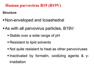 Human parvovirus B19 (B19V)
Structure
Non-enveloped and Icoashedral
As with all parvovirus particles, B19V:
 Stable over a wide range of pH
 Resistant to lipid solvents
 Not quite resistant to heat as other parvoviruses
 Inactivated by formalin, oxidizing agents & γ-
irradiation
 