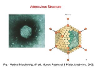 Fig.-- Medical Microbiology, 5th ed., Murray, Rosenthal & Pfaller, Mosby Inc., 2005,
Adenovirus Structure
 
