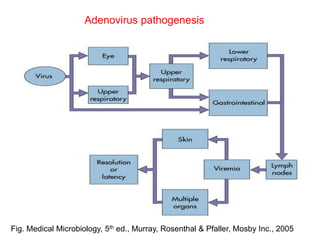 Fig. Medical Microbiology, 5th ed., Murray, Rosenthal & Pfaller, Mosby Inc., 2005
Adenovirus pathogenesis
 