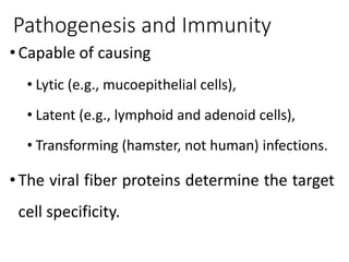 Pathogenesis and Immunity
•Capable of causing
• Lytic (e.g., mucoepithelial cells),
• Latent (e.g., lymphoid and adenoid cells),
• Transforming (hamster, not human) infections.
• The viral fiber proteins determine the target
cell specificity.
 