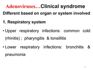 Adenoviruses…Clinical syndrome
Different based on organ or system involved
1. Respiratory system
• Upper respiratory infections: common cold
(rhinitis) ; pharyngitis & tonsillitis
• Lower respiratory infections: bronchitis &
pneumonia
18
 
