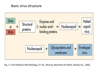 Fig. 1. From Medical Microbiology, 5th ed., Murray, Rosenthal & Pfaller, Mosby Inc., 2005,
Basic virus structure
2
 