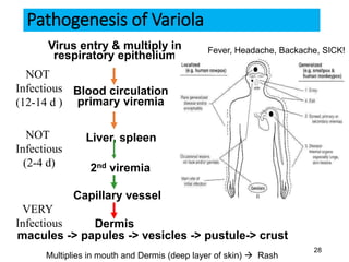 28
Pathogenesis of Variola
Virus entry & multiply in
respiratory epithelium
Blood circulation
primary viremia
Liver, spleen
2nd viremia
Capillary vessel
Dermis
macules -> papules -> vesicles -> pustule-> crust
Fever, Headache, Backache, SICK!
NOT
Infectious
(12-14 d )
NOT
Infectious
(2-4 d)
Multiplies in mouth and Dermis (deep layer of skin)  Rash
VERY
Infectious
 