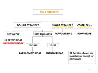 HERPESVIRIDAE
HEPADNAVIRIDAE
ENVELOPED
PAPILLOMAVIRIDAE
CIRCULAR
ADENOVIRIDAE
LINEAR
NON-ENVELOPED
DOUBLE STRANDED
PARVOVIRIDAE
SINGLE STRANDED
NON-ENVELOPED
POXVIRIDAE
COMPLEX ds
ENVELOPED
DNA VIRUSES
All families shown are
icosahedral except for
poxviruses
4
 