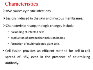 Characteristics
HSV causes cytolytic infections
Lesions induced in the skin and mucous membranes.
Characteristic histopathologic changes include
• ballooning of infected cells
• production of intranuclear inclusion bodies
• formation of multinucleated giant cells.
• Cell fusion provides an efficient method for cell-to-cell
spread of HSV, even in the presence of neutralizing
antibody.
 