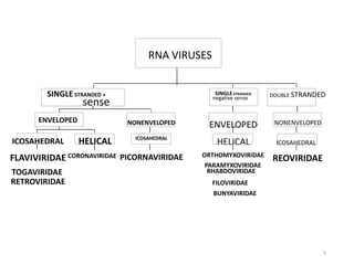 FLAVIVIRIDAE
TOGAVIRIDAE
RETROVIRIDAE
ICOSAHEDRAL
CORONAVIRIDAE
HELICAL
ENVELOPED
ICOSAHEDRAL
PICORNAVIRIDAE
NONENVELOPED
SINGLE STRANDED +
sense
BUNYAVIRIDAE
ORTHOMYXOVIRIDAE
PARAMYXOVIRIDAE
RHABDOVIRIDAE
FILOVIRIDAE
SINGLESTRANDED
negative sense
REOVIRIDAE
DOUBLE STRANDED
RNA VIRUSES
ENVELOPED
HELICAL ICOSAHEDRAL
NONENVELOPED
5
 