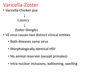 Varicella-Zoster
• Varicella-Chicken pox
↓
Latency
↓
Zoster-Shingles
• VZ virus causes two distinct clinical entities
• Both diseases same virus
• Morphologically identical HSV
• No animal reservoir (except primates)
• Intra-nuclear inclusions, ballooning, swelling
 