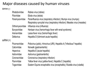 Major diseases caused by human viruses
dsRNA
Reoviridae Rotavirus (infantile gastroenteritis)
ssRNA (-)
Rhabdoviridae Rabies virus (rabies)
Filoviridae Ebola virus (ebola)
Paramyxoviridae Parainfluenza virus (respiratory infection); Mumps virus (mumps);
Respiratory syncytial virus (respiratory infection); Measles virus (measles)
Orthomyxoviridae Influenza virus (influenza)
Bunyaviridae Hantaan virus (hemorrhagic fever with renal syndrome)
Arenaviridae Lassa fever virus (hemorrhagic fever)
Deltavirus Hepatitis D (fulminant acute hepatitis)
ssRNA (+)
Picornaviridae Poliovirus (polio), rhinovirus (URI), Hepatitis A ("infectious" hepatitis)
Calciviridae Norwalk (gastroenteritis)
Hepevirus Hepatitis E (acute hepatitis)
Astroviridae Astrovirus (gastroenteritis)
Coronaviridae Coronavirus (respiratory infection)
Flaviviridae Yellow fever virus (yellow fever); Hepatitis C (hepatitis)
Togaviridae Eastern Equine encephalitis virus (encephalitis); Rubella virus (rubella)
7
 