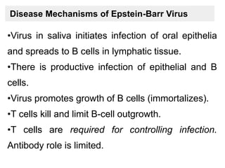 Disease Mechanisms of Epstein-Barr Virus
•Virus in saliva initiates infection of oral epithelia
and spreads to B cells in lymphatic tissue.
•There is productive infection of epithelial and B
cells.
•Virus promotes growth of B cells (immortalizes).
•T cells kill and limit B-cell outgrowth.
•T cells are required for controlling infection.
Antibody role is limited.
 